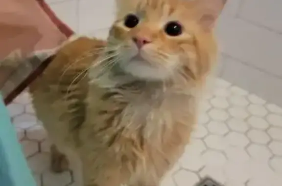 Found: Friendly Fluffy Orange Cat, Salem