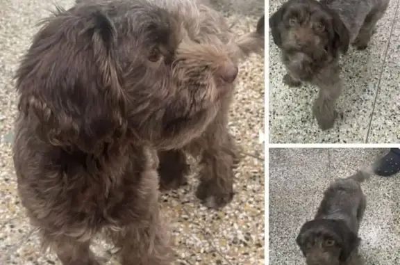 Help Reunite Lost Chocolate Dog