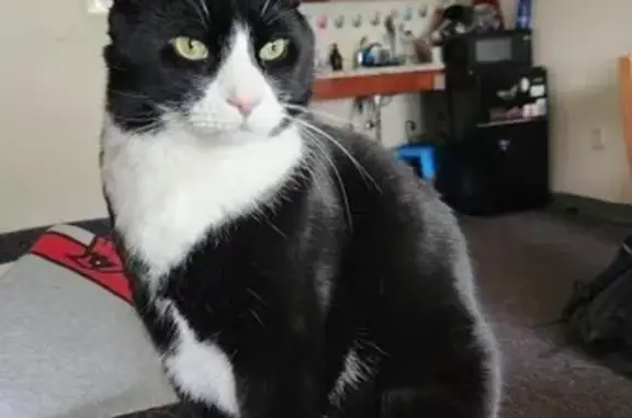 Lost Black & White Cat: Bozrah Highway
