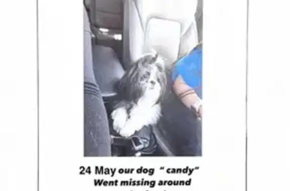 Lost Shih Tzu: Gray & White in Buckeye