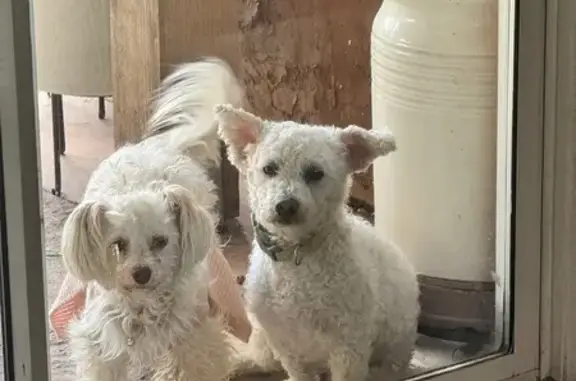Lost Dogs: White Fur, Pink & Green Collars