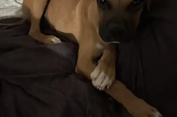 Found Energetic Boxer Puppy in Victorville