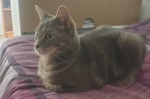 Help Find My Missing Cat on May 25th