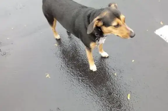 Lost Dog: Black/Brown, White Paws, Doylestown