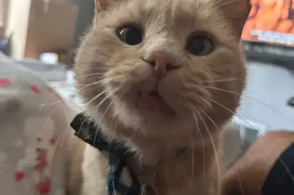 Lost and found pets , photo: Lost Friendly Orange Cat in Chicago