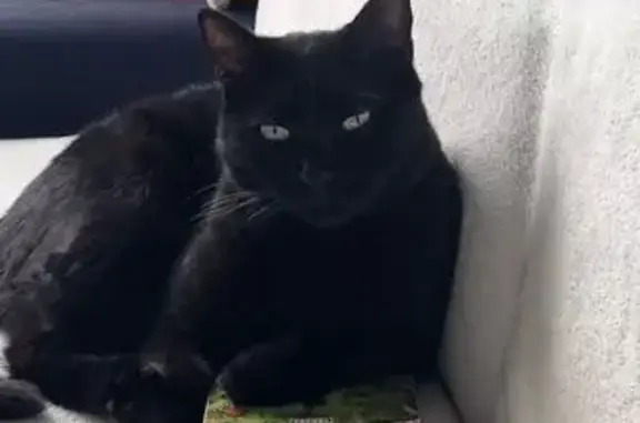 Animaux perdus Corbeil-Essonnes, photo: Chat noir Simba perdu à Corbeil-Essonnes