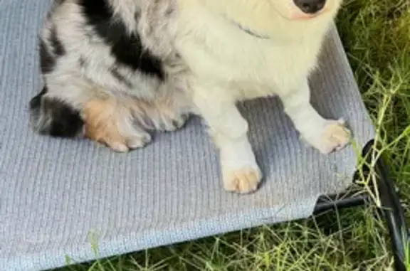 Lost Aussie Corgi Mix: Blue-Eyed Beauty