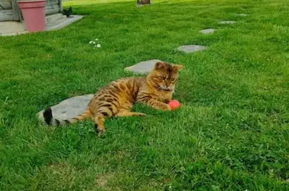Chat Bengal perdu, Rue du Cimetière - photo