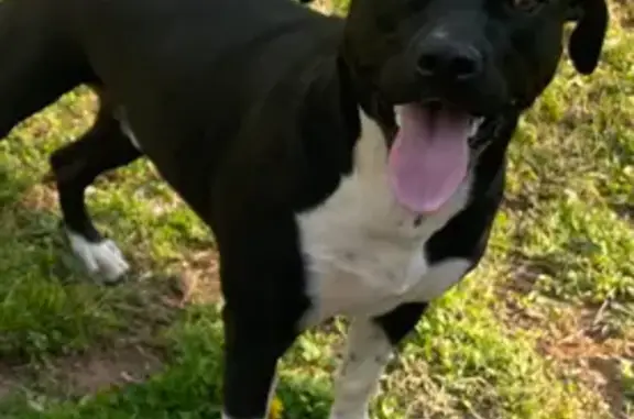 Lost Dog: Black & White, Woodstock Area