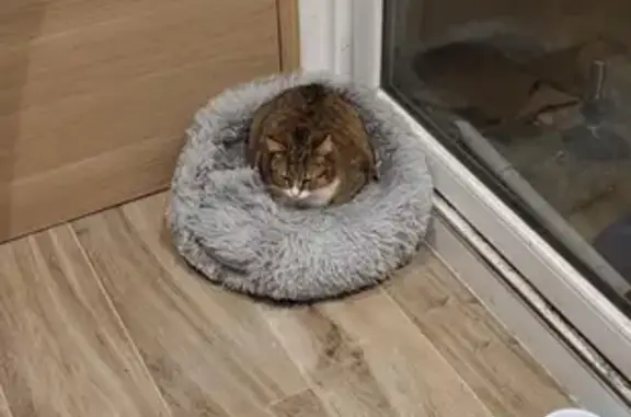 Chat perdu, Les Pieux, photo: Chatte tigrée perdue à Les Pieux