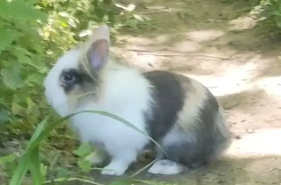 Lapin blanc et noir trouvé à Castanet - photo