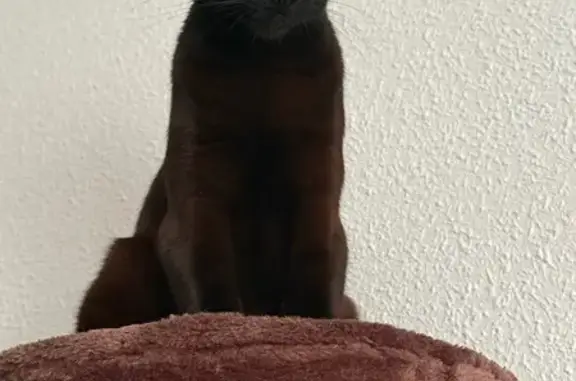 ¡Gato Negro Perdido en Alcorcón! Urgente