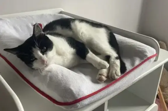 Animaux perdus Tarbes, photo: Chat perdu : Archy, 3 ans, Rue Soult, Tarbes