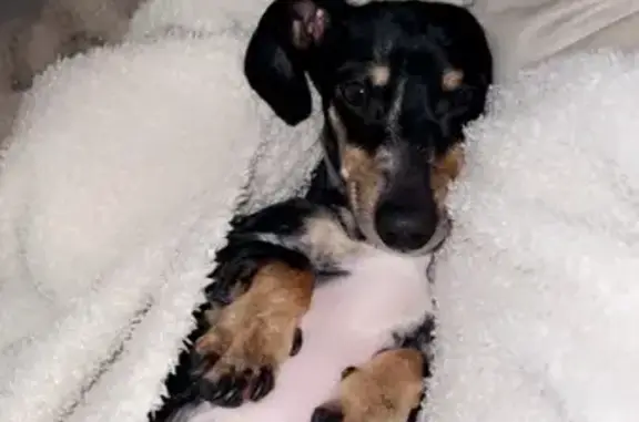 Lost Mini Dachshund in Bellair! Help!