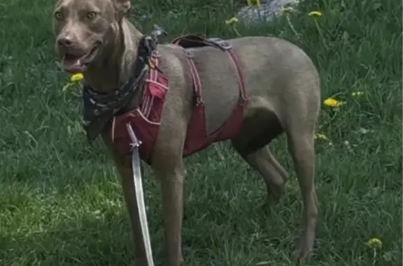 Lost Dog: Hazel-Eyed, Leopard Bandana