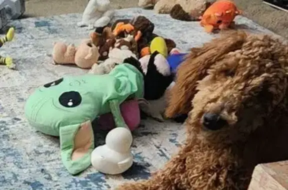 Lost: Brown Curly Dog Milo in Bluff City