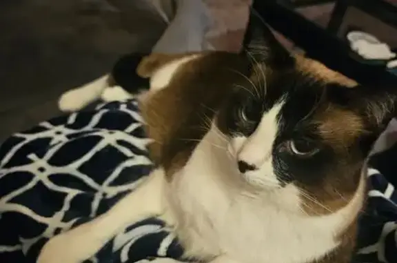 Lost Ragdoll/Siamese Cat in Olympia