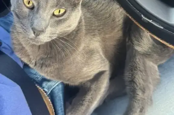 Lost Gray Cat: Scared & Indoor-Only