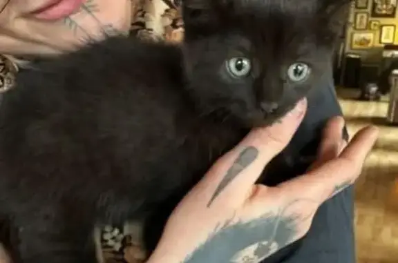 Chaton trouvé sous voiture à Chartres - photo