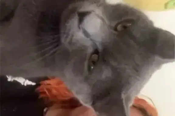 Lost Grey Cat: Yellow Eyes in Hayden