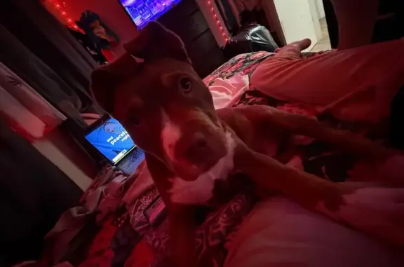 Lost Brown Pit Mix Needs Medicine - KC