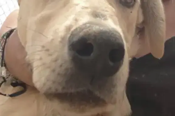 Sweet Young Dog Found in Palmdale, CA