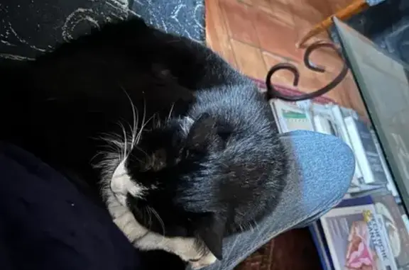 Animaux perdus Marseille Bompard, photo: Chat perdue noir et blanc à Marseille