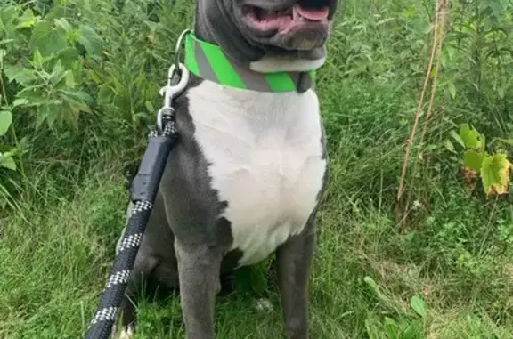 Help Find Divincy: Lost Grey & White Dog