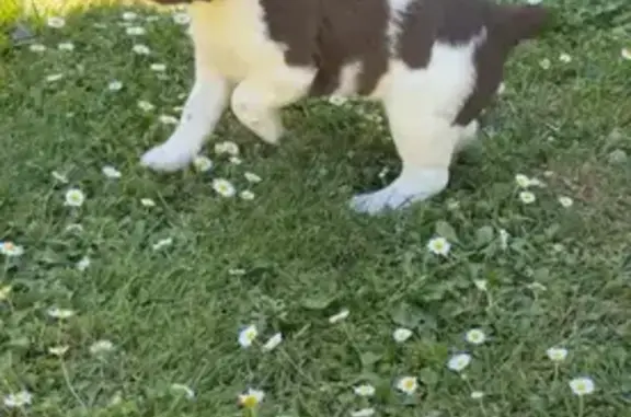 Chiot Springer spaniel volé à Grandjean - photo