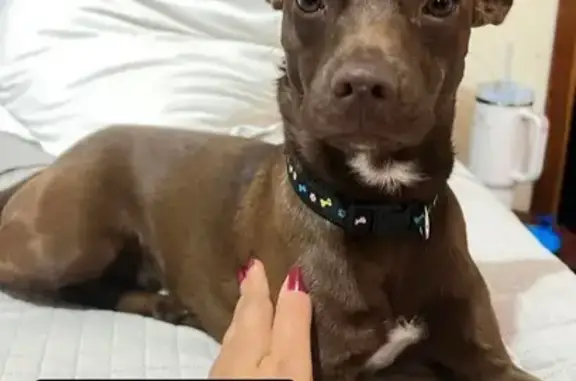 cachorro desaparecida