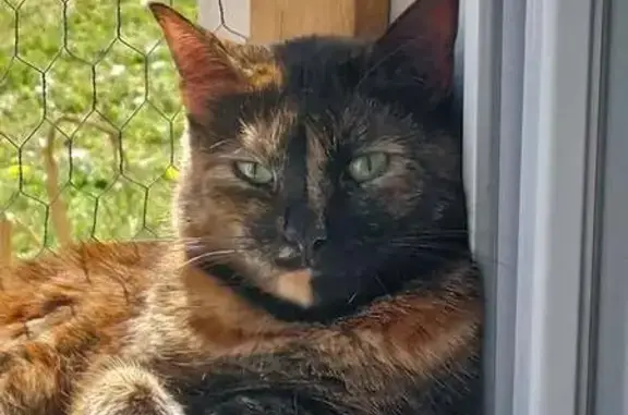 Animaux perdus , photo: Chatte Écaille de tortue perdue à Bassercles