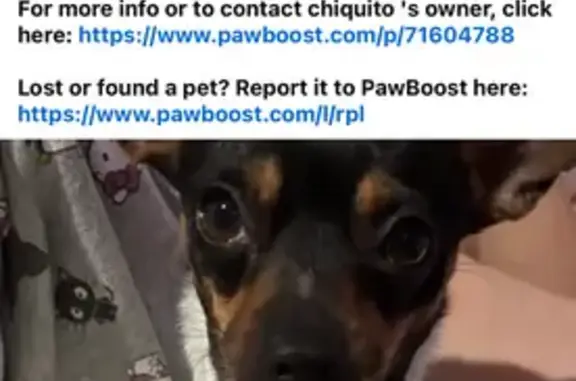 Lost Dog: Black & White on W 107th, Chicago