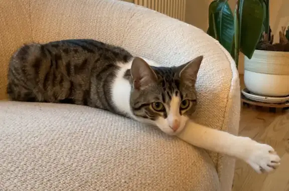 Chat tigré perdu à Anglet le 20 mai - photo