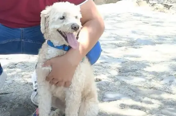Perro blanco perdido: visto en Porfirio Díaz