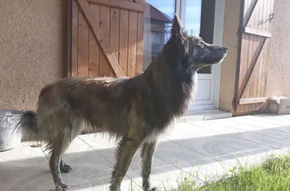 Animaux trouvés , photo: Chienne trouvée, poil mi-long, Lavardens