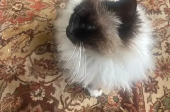 Chat perdu, Ychoux, photo: Chat Birman perdu, sociable, Ychoux