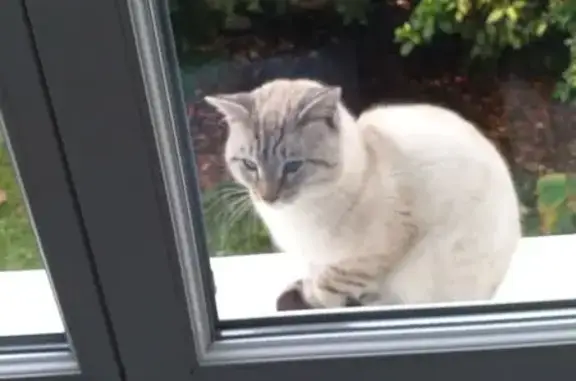 Chat mâle blanc-crème trouvé à Castres - photo