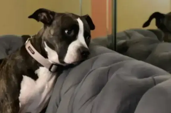 Help Find Iris: Missing Brown Pitbull