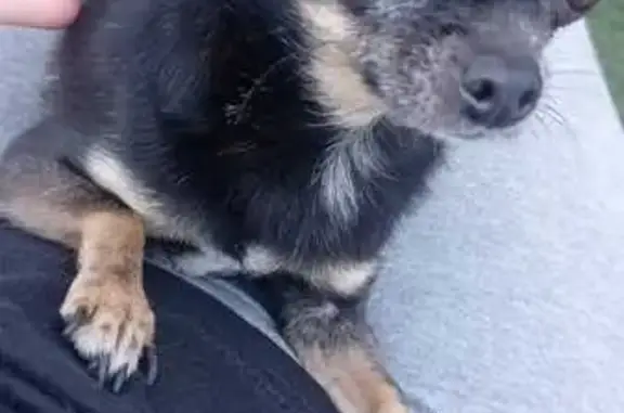 ¡Ayuda! Chihuahua mini perdida en Mula