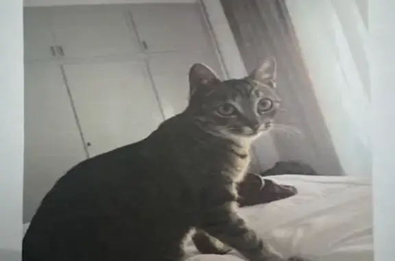 Gato Perdido en Menéndez y Pelayo, Terrassa