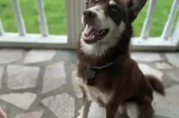 Lost Dog: Brown & White, Unique Eyes