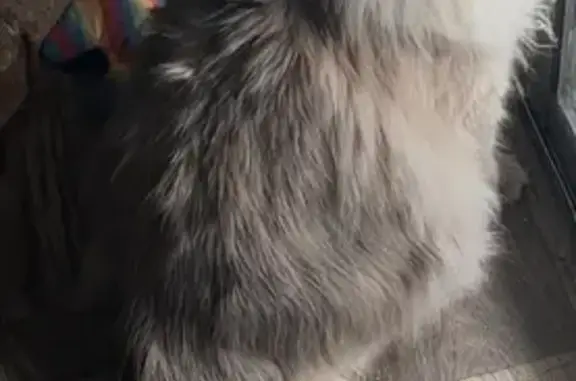 Lost Fluffy Cat with Blue Eyes in Murray