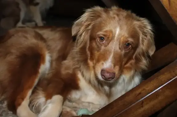 Lost: Shy Red Tricolor Aussie in NC