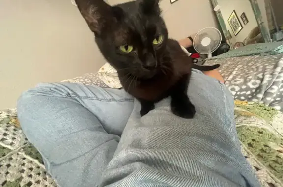 Lost Black Cat 'Jade' Near 4400 Memorial