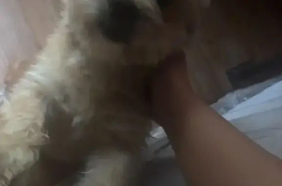 Lost Small Dog - Call 956-234-9228