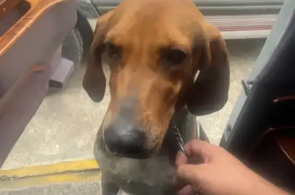 Perra Encontrada con Cadena en Tlalnepantla