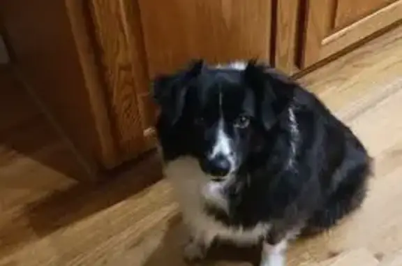 Lost Australian Shepherd on Williams Rd