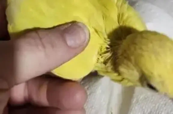 Lost Yellow Parrot: Help Find Baby Bird!