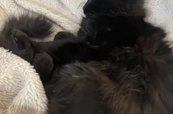 Lost Black Cat: Figaro in Norfolk Area!