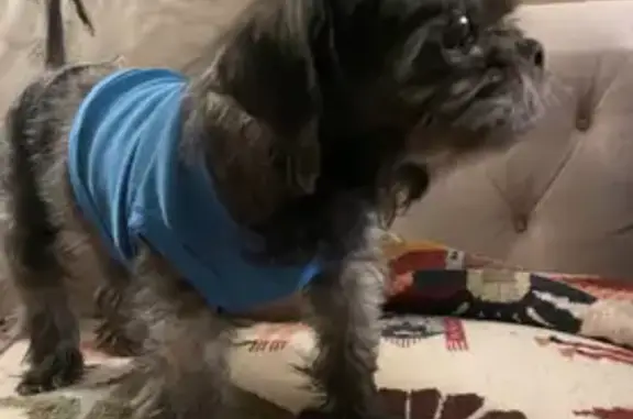 Lost Elderly Shih Tzu on Shady Bend Dr
